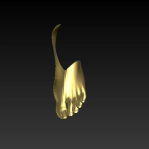 3D model of foot